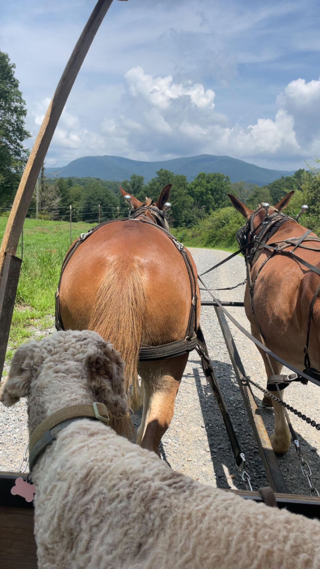 Looking over Jim and Joe as they pull the wagon along a quiet gravel road through North Georgia fields