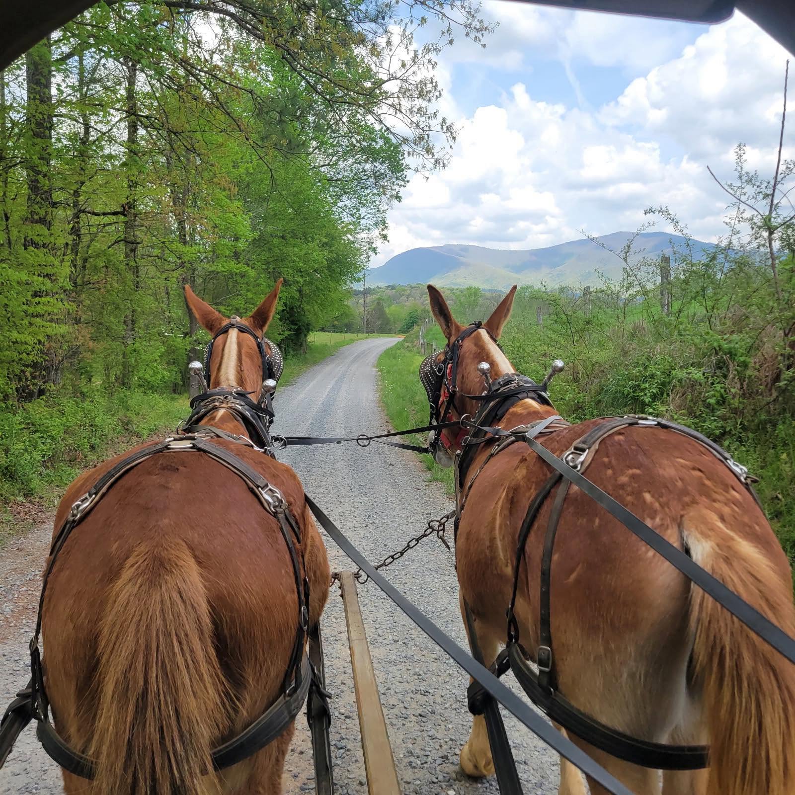 Looking over the backs of Jim and Joe as they pull the wagon down a country road