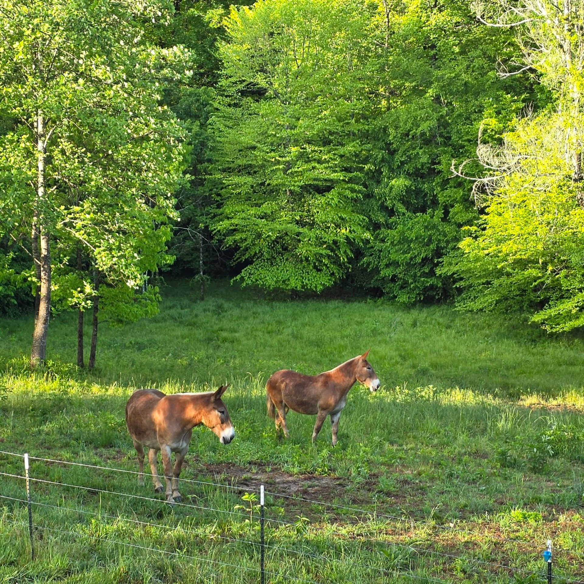 Jim and Joe grazing in the green pasture at the edge of the woods