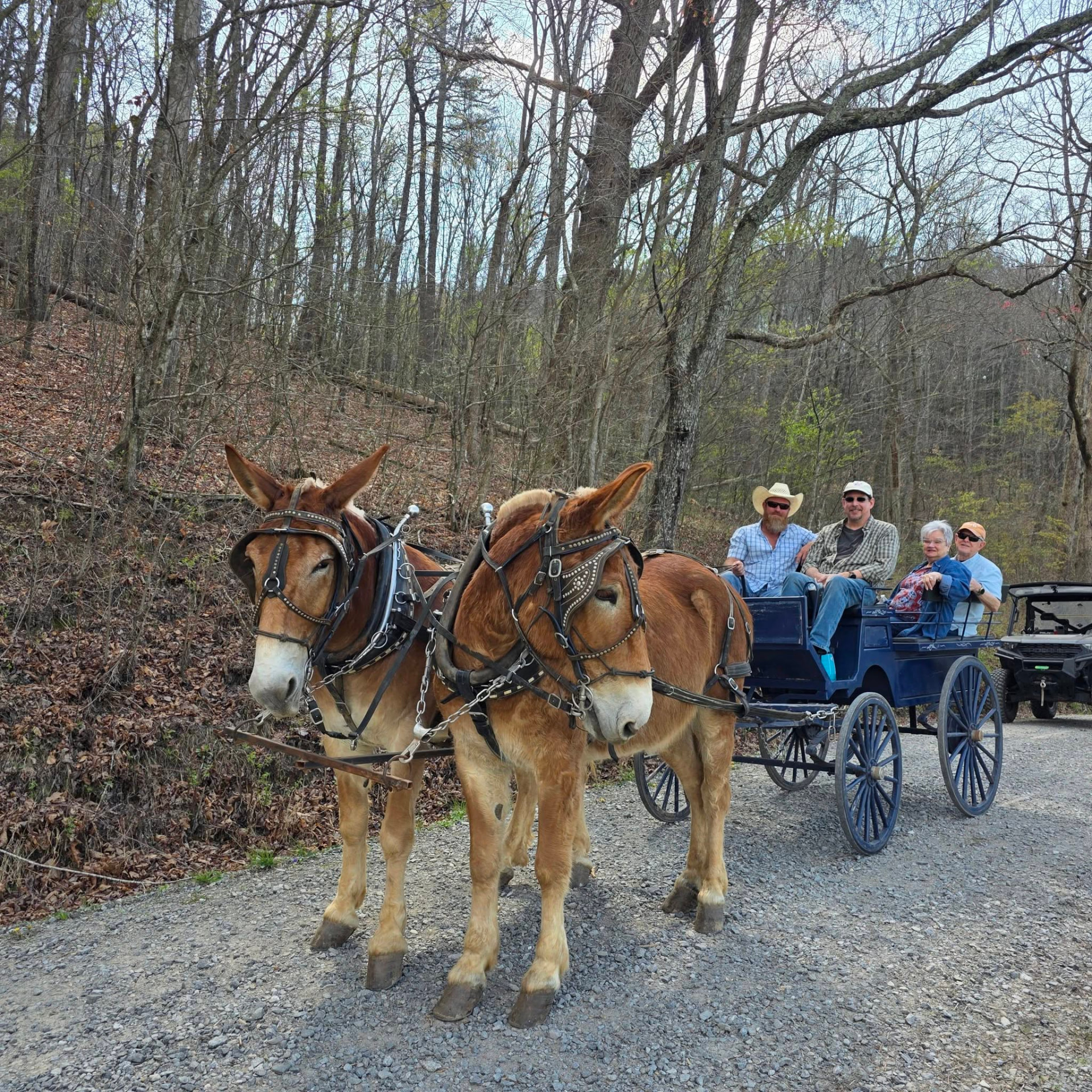 Jim and Joe pulling the blue wagon with guests along a wooded gravel road