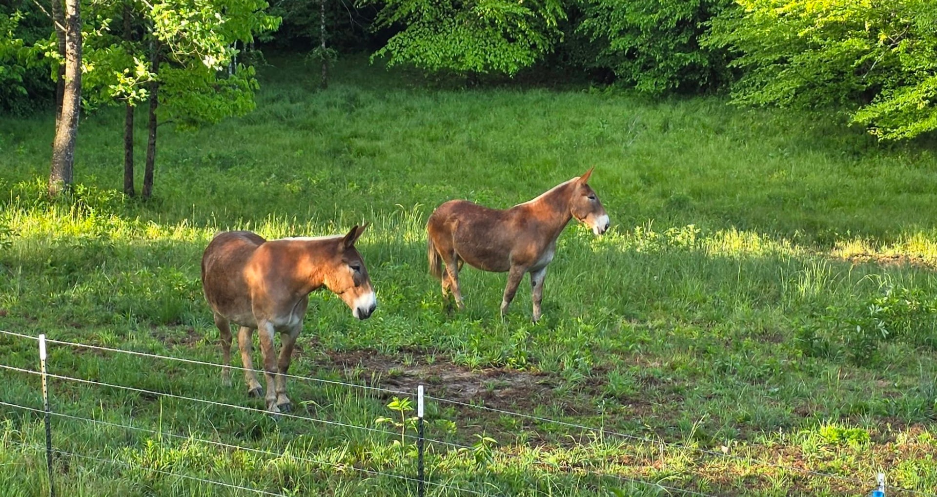 Jim and Joe, the Belgian mule brothers, grazing in their green pasture