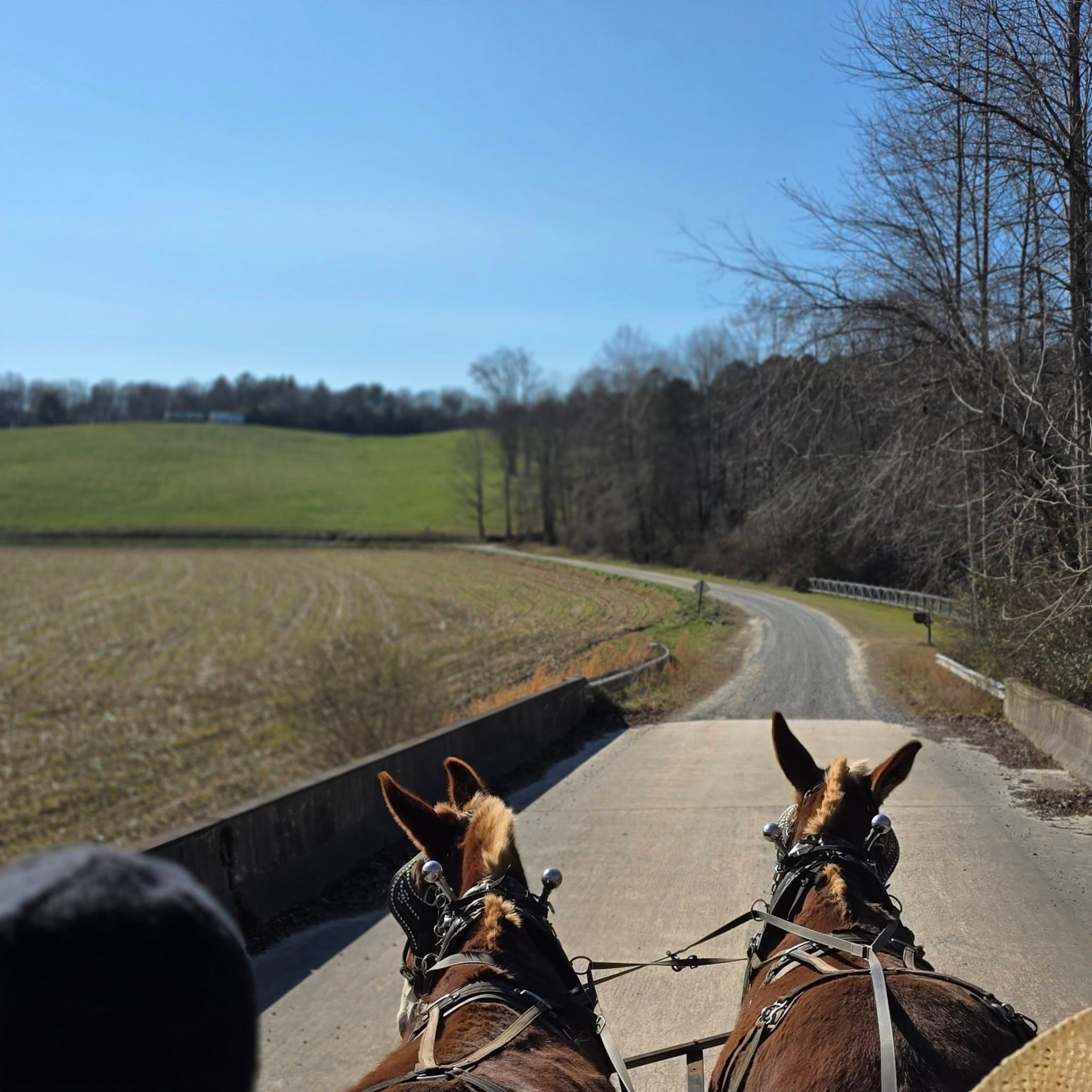 View from the wagon seat of Jim and Joe pulling down a gravel country road
