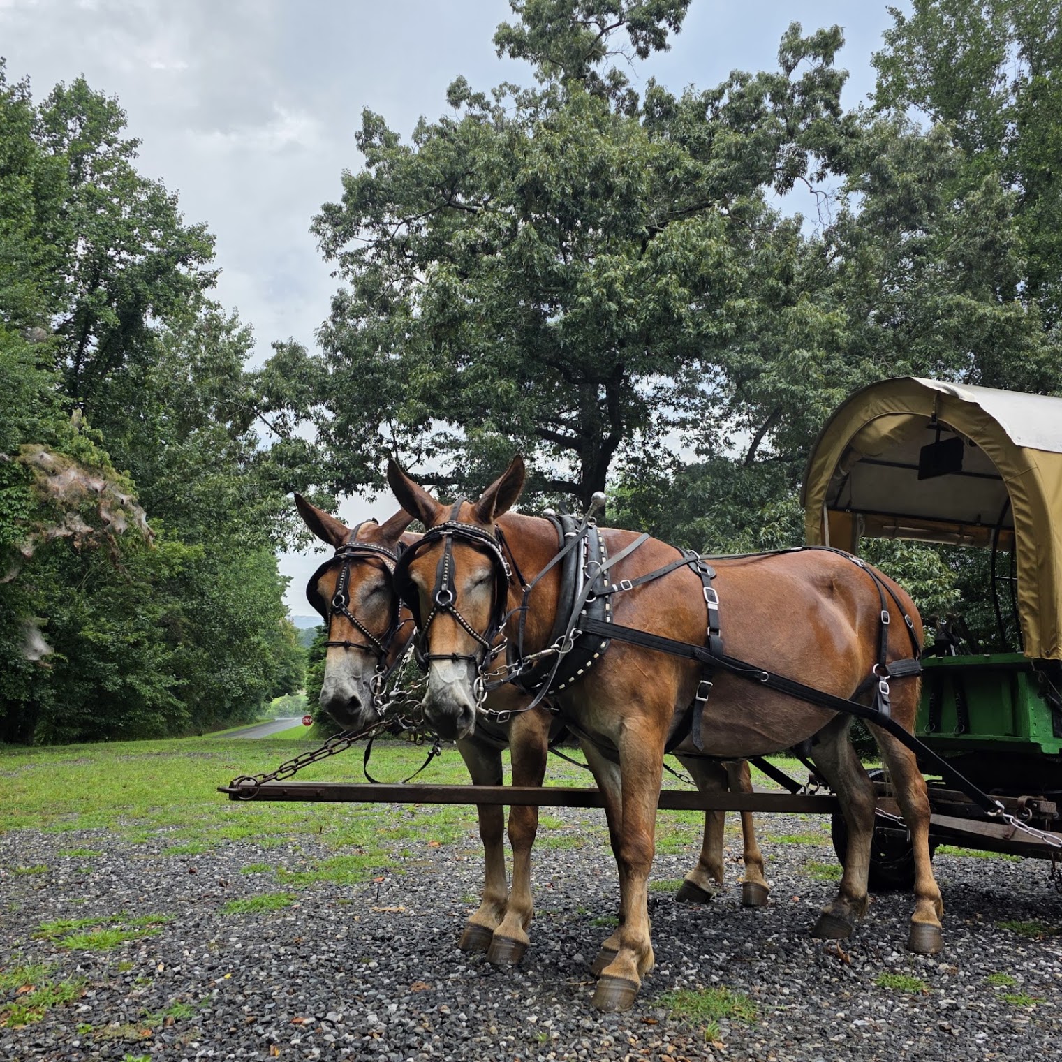 Jim and Joe, the Belgian mule brothers, hitched to the Backwoods wagon