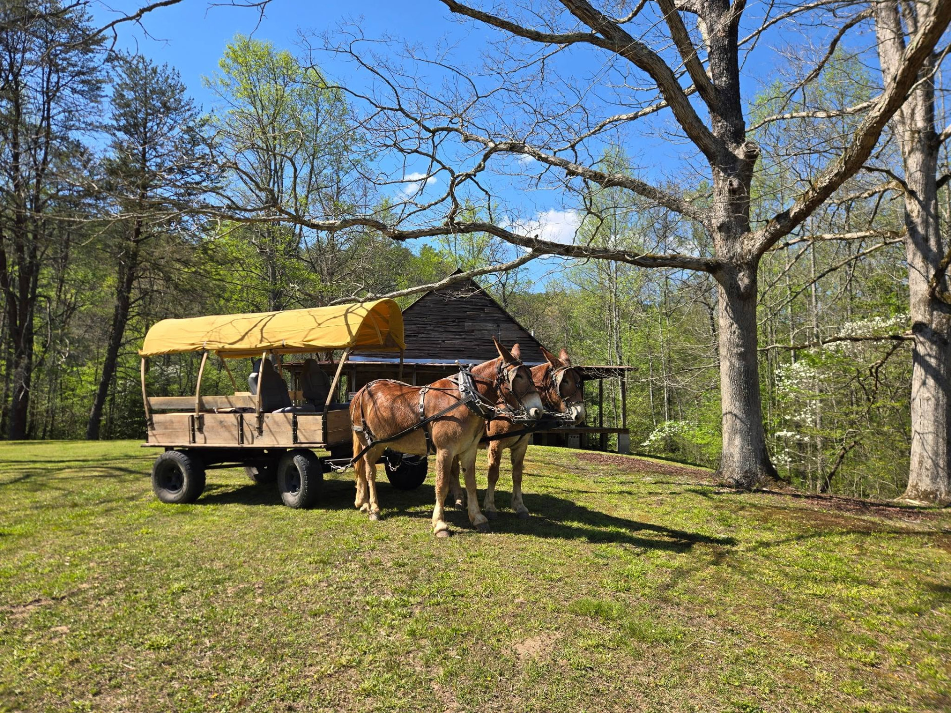 Jim and Joe hitched to the canopy wagon beside the old barn